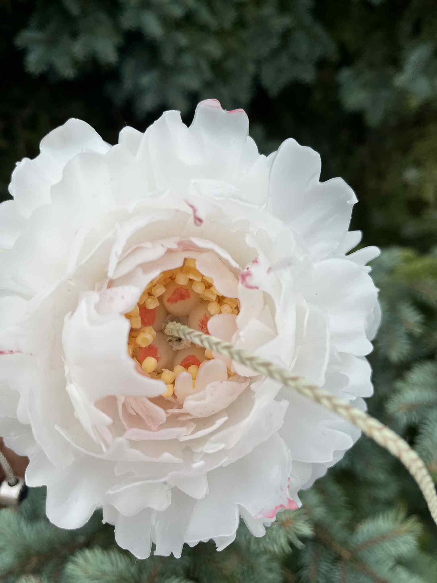 Mini bijūno žiedas žvakė